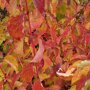 Kornoelje 'Midwinter Fire' herfstkleur